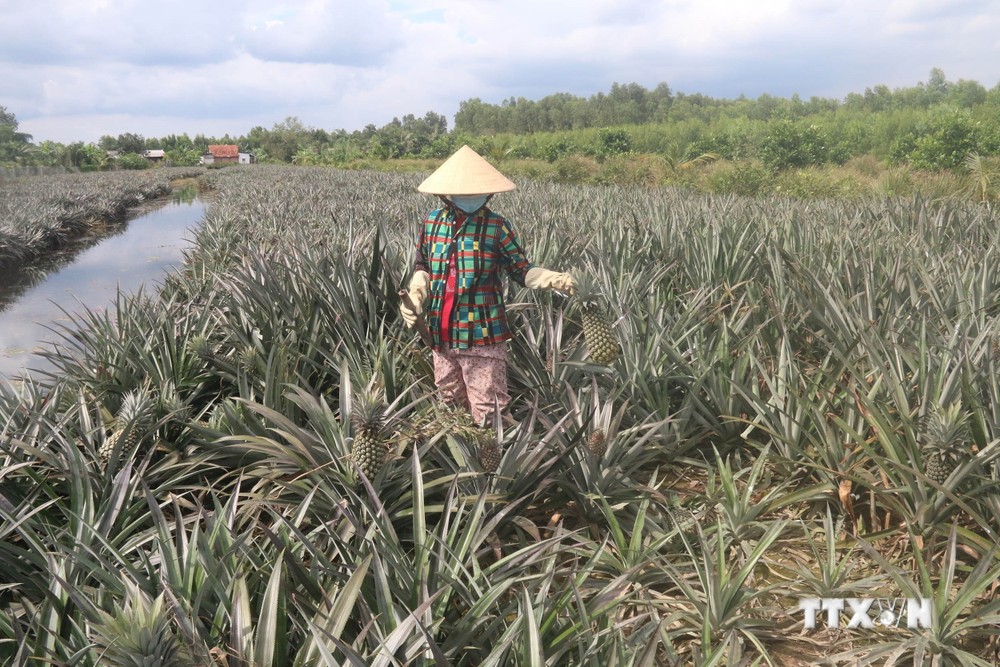 Mùa thu hoạch dứa của bà con nông dân vùng Đồng Tháp Mười (huyện Tân Phước, tỉnh Tiền Giang). Ảnh: Minh Trí - TTXVN