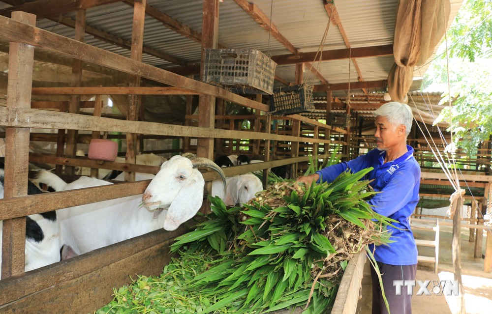 Nông dân huyện biên giới Hồng Ngự có thêm thu nhập từ nghề nuôi dê thịt