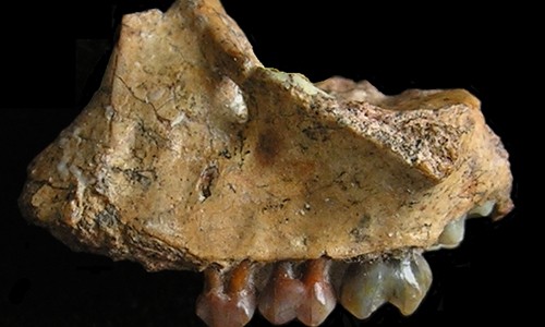 Phát hiện hóa thạch loài vượn cổ xưa nhất