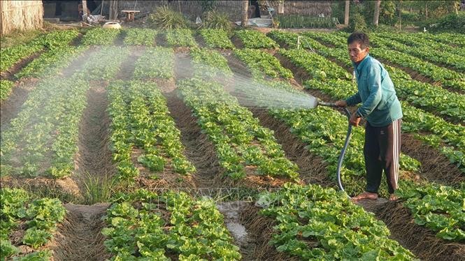 Nông dân Trà Vinh trồng rau màu cao điểm mùa mưa thu nhập cao
