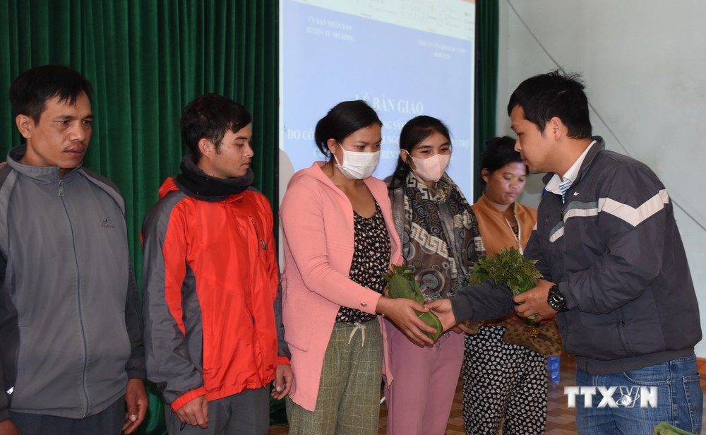 Kon Tum trao 10.000 cây Sâm Ngọc Linh giống cho hộ nghèo