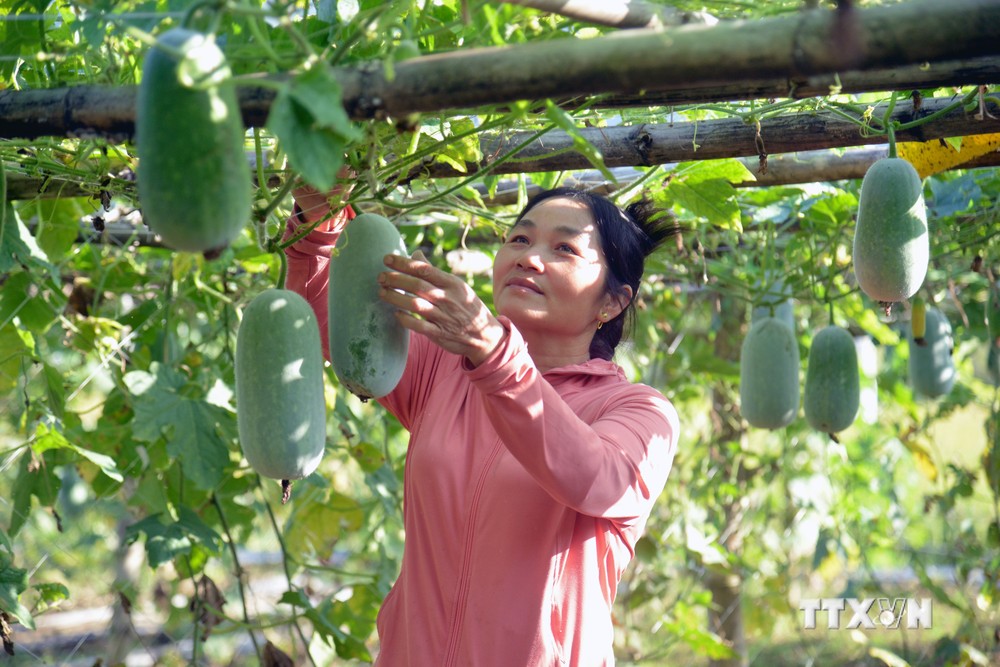 Với 1.000 m2 đất trồng bí xanh đã giúp chị Vì Thị Tuyết, bản Puôi 1, xã Huy Tân, huyện Phù Yên thu nhập 25 triệu đồng đến 30 triệu đồng/vụ. Ảnh: Quang Quyết-TTXVN