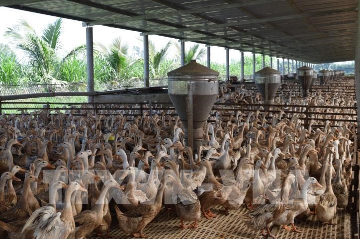 Hưng Yên: Áp dụng kỹ thuật hiện đại để chăn nuôi quy mô lớn
