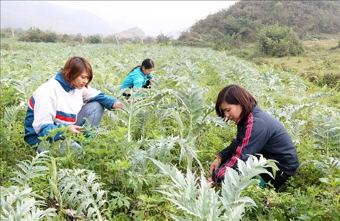 Nông dân xã Lùng Phinh (Bắc Hà, Lào Cai) chăm sóc cây dược liệu Atiso. Ảnh: Quốc Khánh - TTXVN