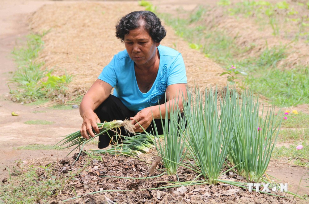 Đổi thay từ các chương trình phát triển kinh tế vùng đồng bào Khmer tỉnh Trà Vinh