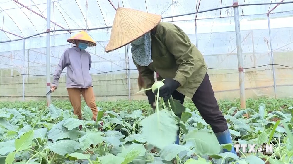 Nông dân huyện Mộc Châu, tỉnh Sơn La thu hoạch rau theo tiêu chuẩn VietGAP. Ảnh: TTXVN phát