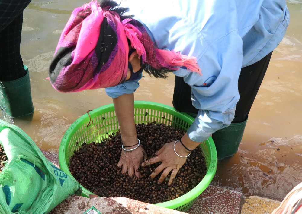 Hạt dẻ rừng được chị em phụ nữ rửa sạch, sàng lọc, phân loại tại lòng hồ Pá Khoang sau khi kết thúc quá trình thu nhặt. Ảnh: Xuân Tiến – TTXVN
