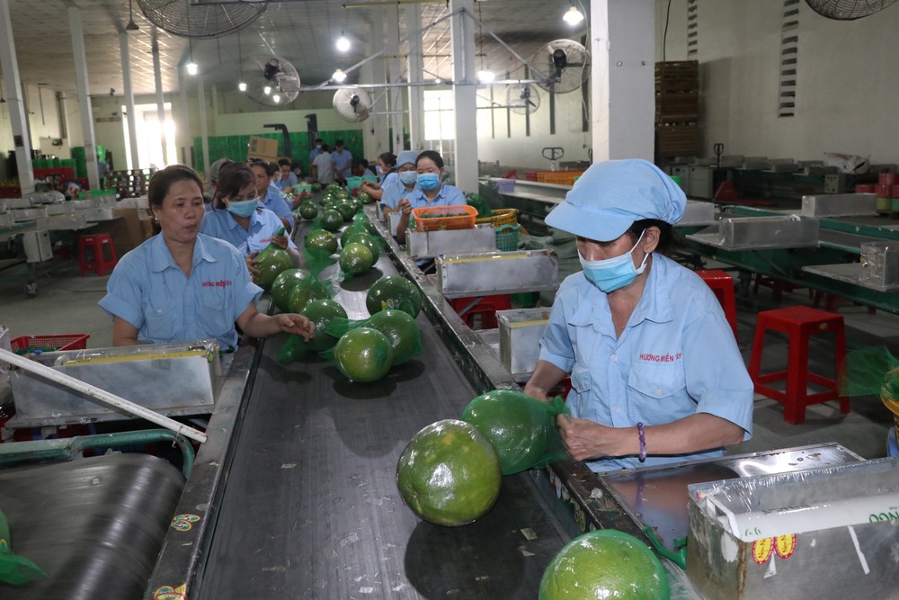 Đóng gói Bưởi da xanh tại doanh nghiệp Hương Miền Tây. Ảnh: Huỳnh Phúc Hậu - TTXVN
