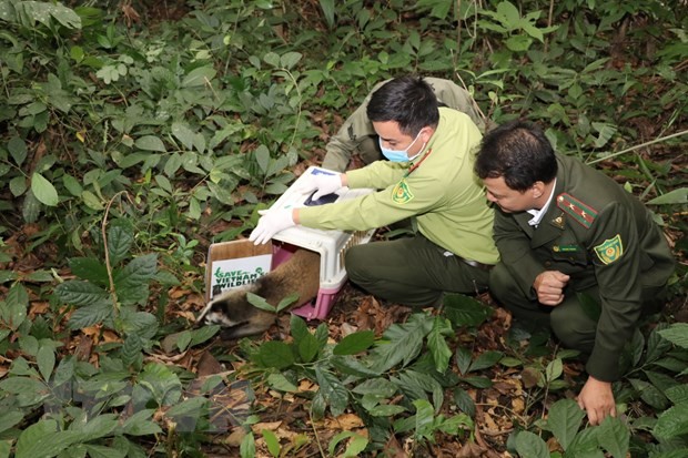 Một cá thể cầy vòi mốc được tái thả tại Vườn quốc gia Cúc Phương. Ảnh: Đức Phương-TTXVN