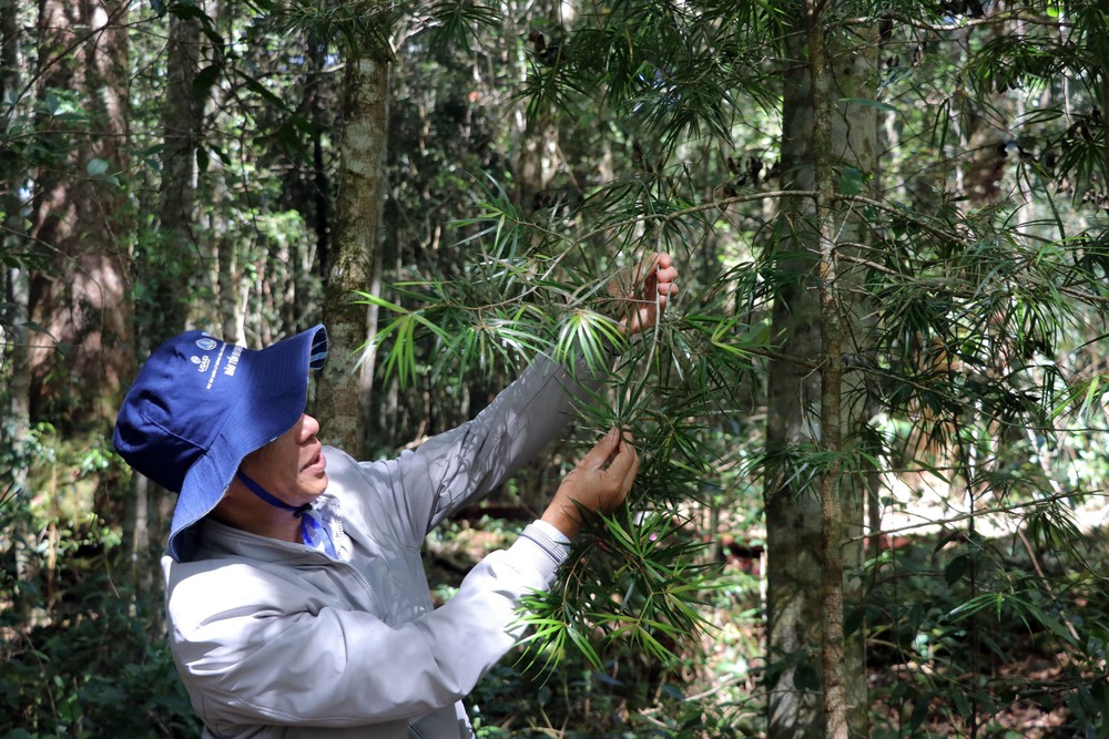 Tour du lịch leo núi khám phá cây thông cổ thụ quý hiếm nhất Việt Nam