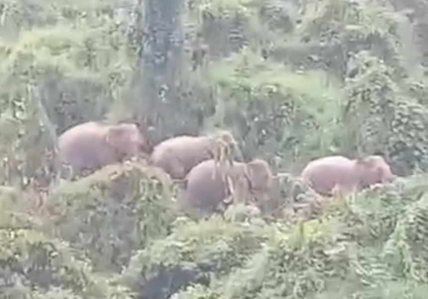 Khu bảo tồn loài và sinh cảnh voi Quảng Nam đảm bảo đủ nguồn thức ăn để đàn voi phát triển