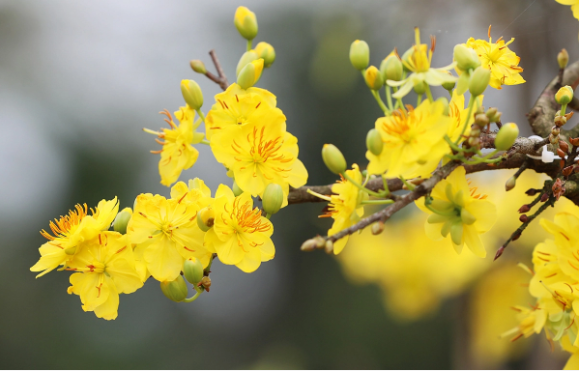 Hoa mai vàng - nét Xuân phương Nam