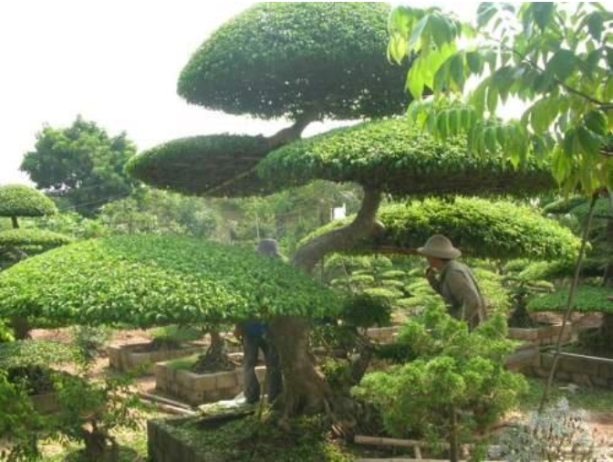 Các nghệ nhân chăm sóc cây thế ở làng cây cảnh Vỵ Khê, xã Điền Xá, huyện Nam Trực, tỉnh Nam Định. Ảnh: hoisvcvn.org.vn