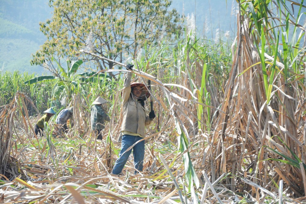 Nông dân huyện M’Đrắk, tỉnh Đắk Lắk hối hả thu hoạch mía. Ảnh: Tuấn Anh – TTXVN