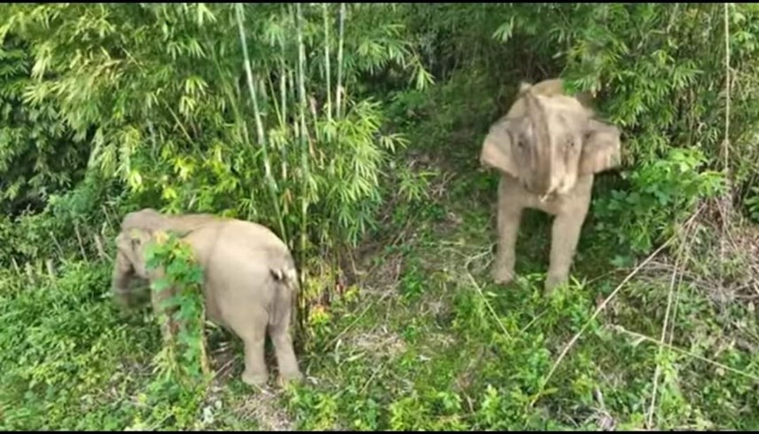 Nghệ An: Xuất hiện voi rừng chết chưa rõ nguyên nhân
