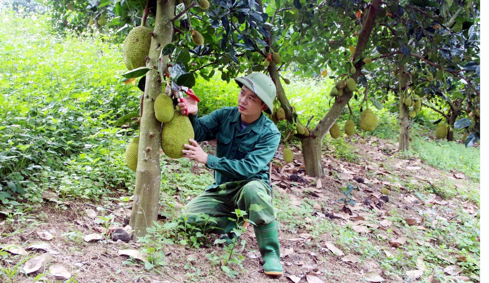 Mô hình chuyển đổi trồng mít Thái thay cây cam sành của gia đình anh Nông Quốc Doanh tại thôn Mường, xã Phù Lưu (Hàm Yên, Tuyên Quang) cho thu nhập 300 triệu đồng/năm. Ảnh: Quang Cường – TTXVN