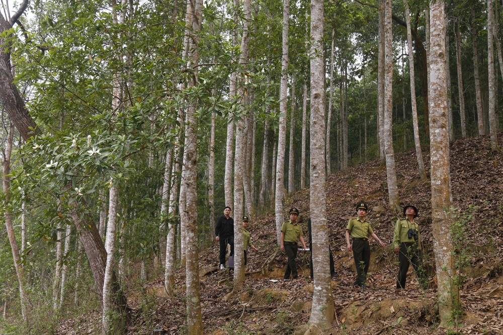 Hiệu quả từ việc giao khoán bảo vệ rừng ở huyện vùng cao tỉnh Tuyên Quang