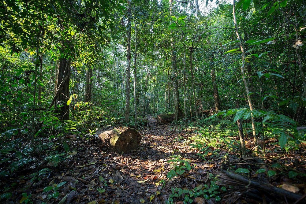 Thanh Hóa: Chính sách dịch vụ môi trường rừng tạo sinh kế cho người dân vùng biên