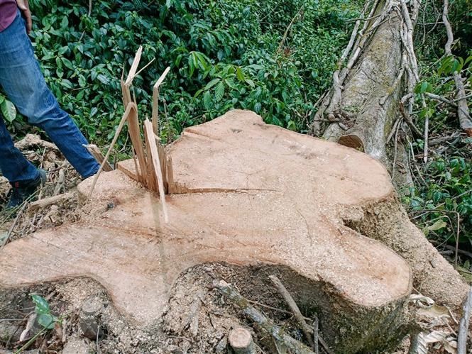 Quảng Trị làm rõ hàng chục cây rừng tự nhiên bị đốn hạ