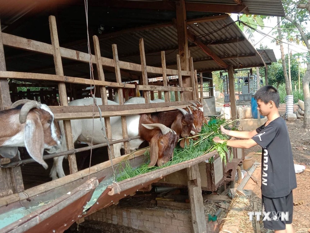 Người nuôi dê ở Bình Phước gặp khó khi giá dê thấp. Ảnh: K GỬIH-TTXVN