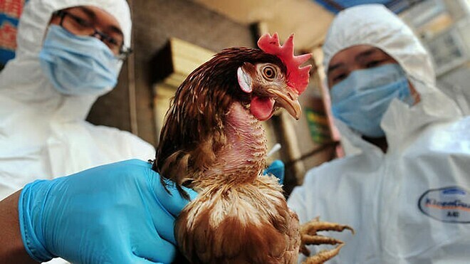 Những cảnh báo ban đầu về khả năng lây lan virus H5N1 ở người