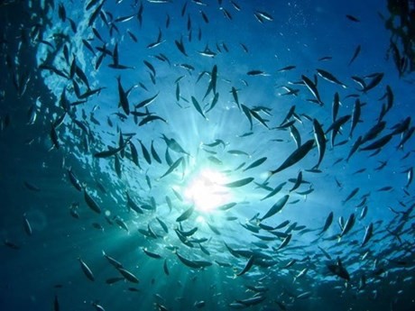 Công nghệ mới giúp "lọc sạch" và tăng khả năng hấp thụ CO2 cho các đại dương