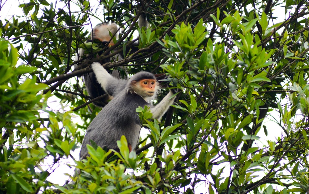 Bảo tồn, phát triển hệ sinh thái rừng trên bán đảo Sơn Trà