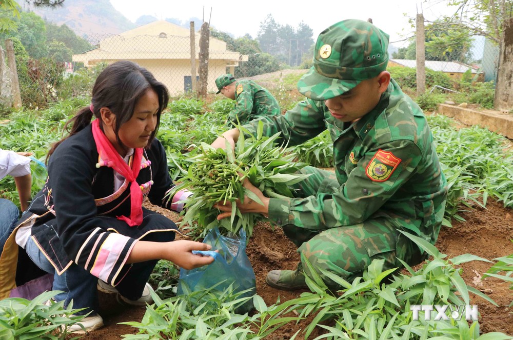 Các em học sinh cùng các chiến sĩ thu hoạch rau muống tại mô hình “Vườn rau sạch cho bé” của Đồn biên phòng Huổi Luông. Ảnh: Nguyễn Oanh - TTXVN