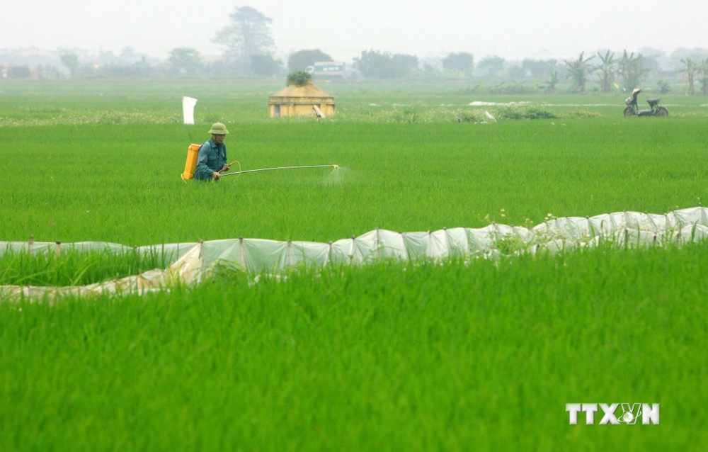 Nông dân huyện Vũ Thư (tinh Thái Bình) phun thuốc phòng trừ sâu bệnh trên lúa. Ảnh: Thế Duyệt - TTXVN