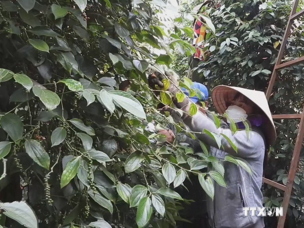 Người dân ở huyện Lộc Ninh thu hoạch hồ tiêu. Ảnh: TTXVN phát