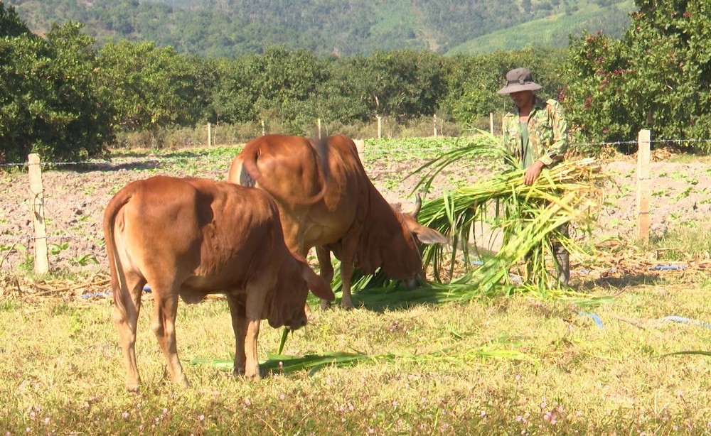 Mô hình nuôi bò được nhân rộng trong vùng dân tộc thiểu số để người dân có chỗ dựa vươn lên phát triển kinh tế gia đình. Ảnh: Hồng Điệp – TTXVN