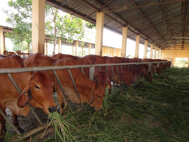 Nông dân Trà Vinh gặp khó trong chăn nuôi bò