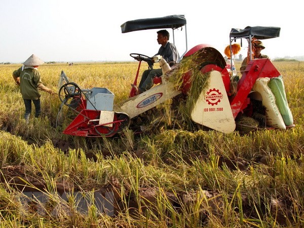 Nông dân huyện Kiến Xương (Thái Bình) sử dụng máy gặt đập liên hợp vào thu hoạch lúa vụ mùa. Ảnh: Ngọc Hà-TTXVN