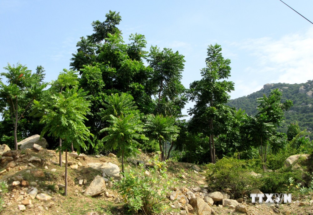 Cây Thanh thất chịu khí hậu khô hạn được trồng tại lâm phần rừng phòng hộ ven biển Thuận Nam (huyện Thuận Nam, tỉnh Ninh Thuận). Ảnh: Nguyễn Thành – TTXVN