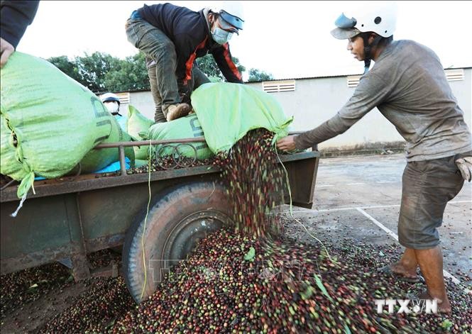 Gia Lai xuất khẩu cà phê tăng cả về lượng và giá trị