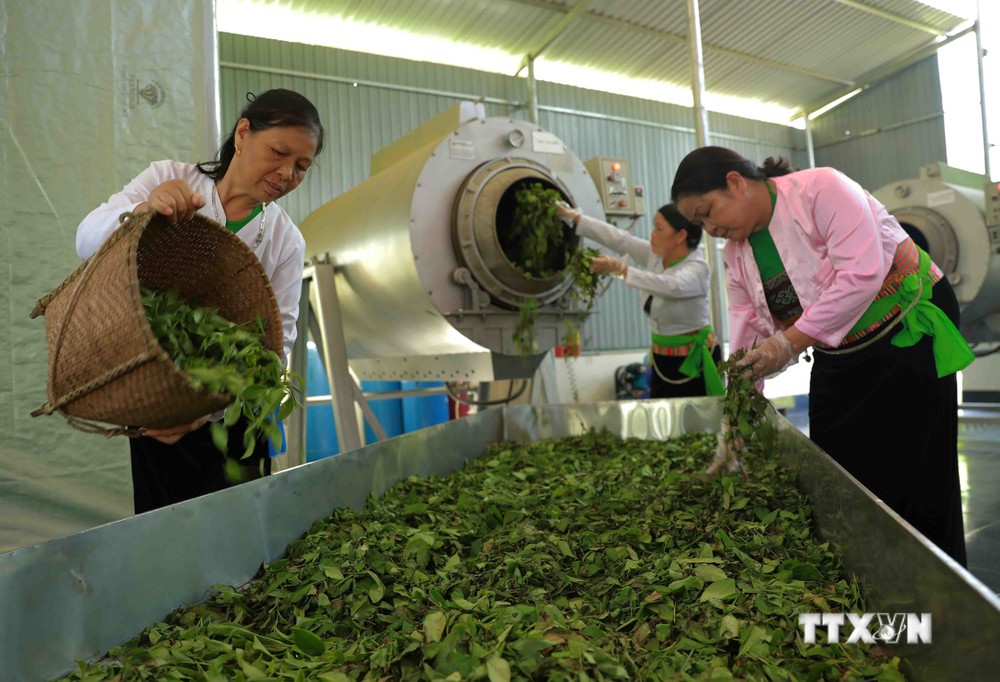 Sản xuất chè xanh đạt tiêu chuẩn OCOP 4 sao ở Hợp tác xã chè an toàn xã Long Cốc, huyện Tân Sơn (Phú Thọ). Ảnh: Vũ Sinh - TTXVN