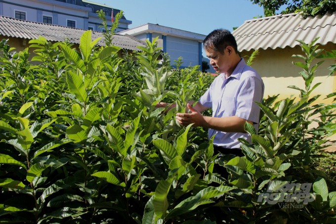 Cán bộ Phòng Nông nghiệp và Phát triển nông thôn huyện Trùng Khánh kiểm tra chất lượng vườn ươm cây hạt dẻ. Ảnh: nongnghiep.vn