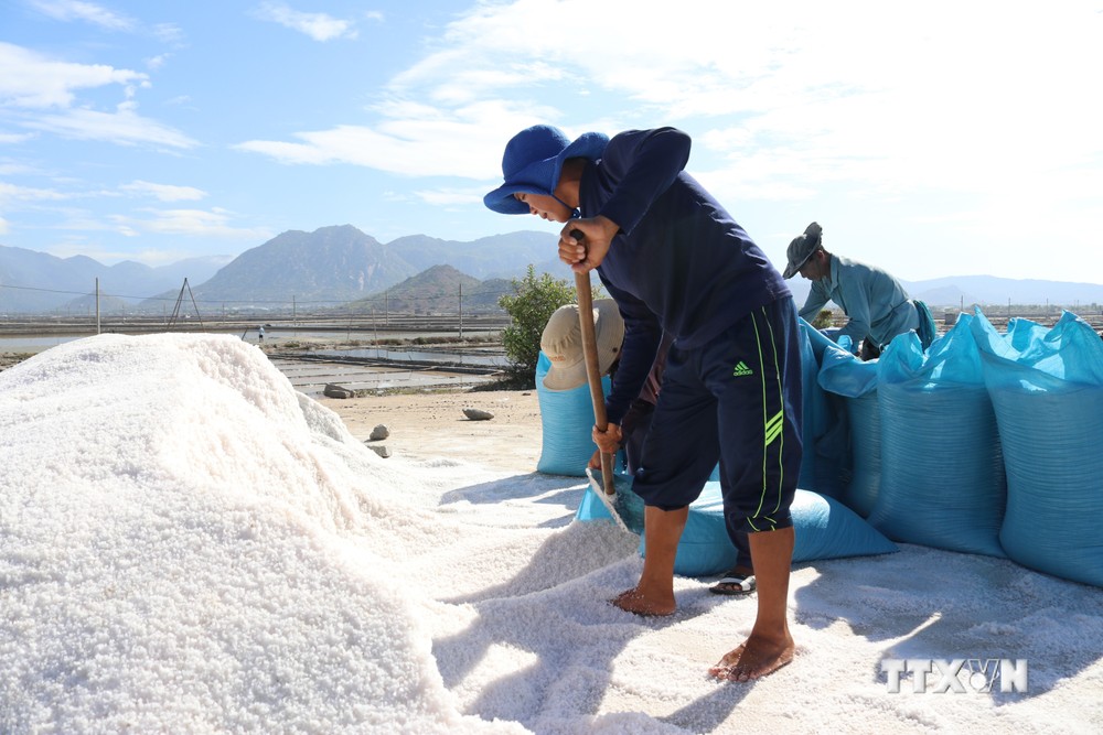Diêm dân xã Nhơn Hải (Ninh Hải, Ninh Thuận) đóng bao muối đưa đi tiêu thụ. Ảnh: Nguyễn Thành – TTXVN