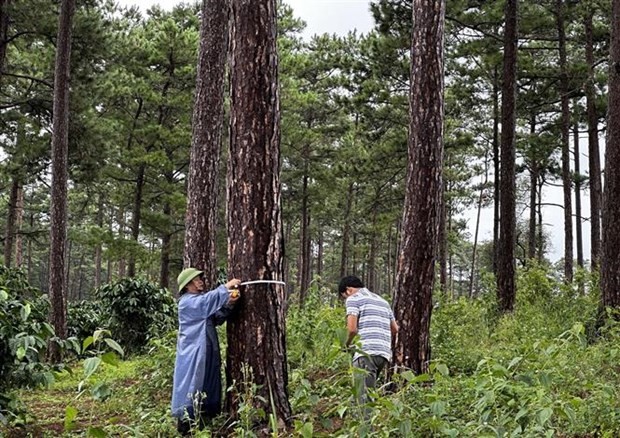 Vụ đầu độc rừng thông ở Lâm Đồng: Thành lập các đội tuần tra, bảo vệ rừng