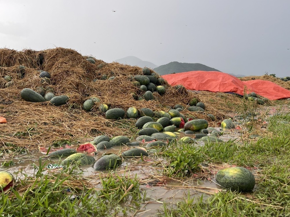 Gia Lai: Đề nghị hỗ trợ nông dân trồng dưa hấu bị thiệt hại do mưa lớn