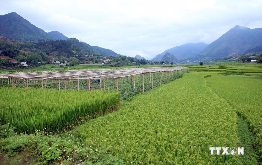 Lai Châu khơi dậy tiềm năng phát triển nông nghiệp nơi vùng cao biên giới