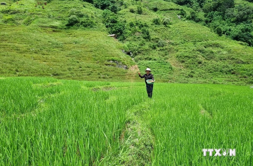 Kon Tum tìm giải pháp cho gần 3.300 ha lúa canh tác một vụ