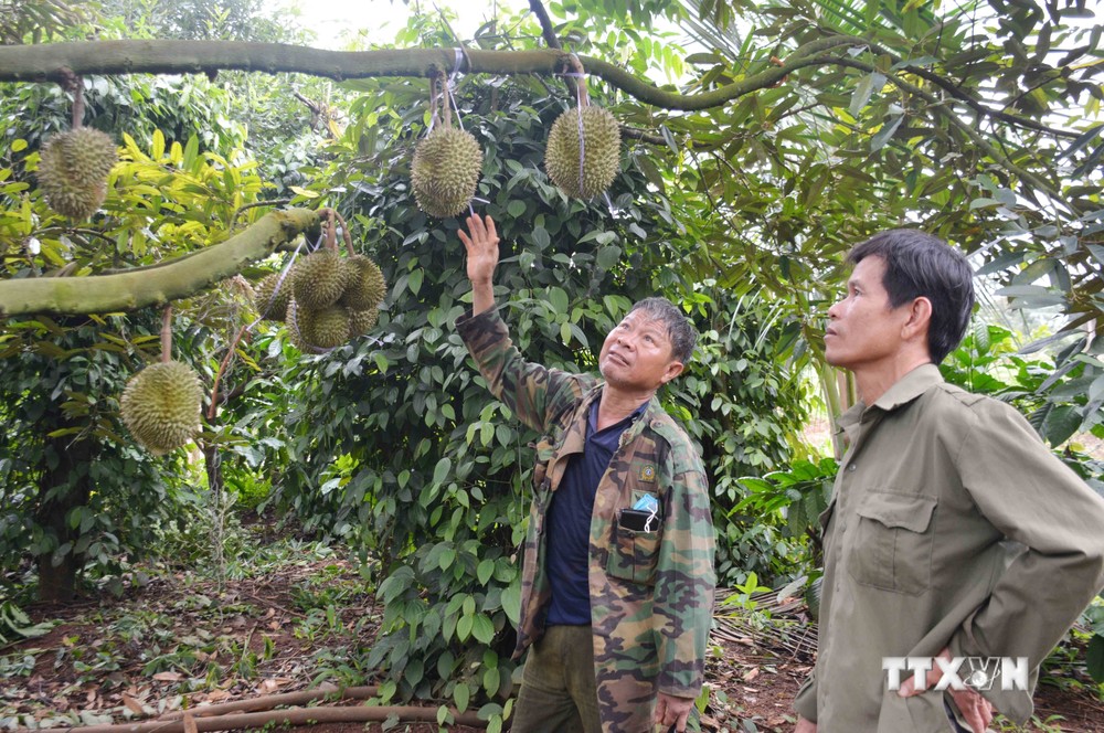 Hợp tác xã nông nghiệp Buôn Hồ, tỉnh Đắk Lắk đánh giá vườn cây và đánh giá tỷ lệ trái sầu riêng đủ tuổi để quyết định thời điểm thu hoạch. Ảnh: Hoài Thu – TTXVN