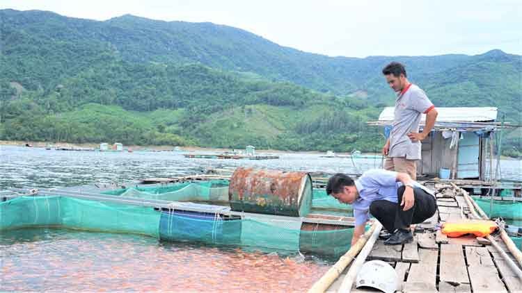 Mô hình nuôi cá lồng bè trên lòng hồ Định Bình, xã Vĩnh Hảo, huyện Vĩnh Thạnh, tỉnh Bình Định. Ảnh: thuysanvietnam.com.vn
