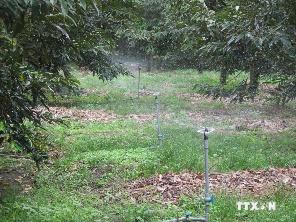 Diện tích cây sầu riêng của Hợp tác xã Nông nghiệp, Thương mại và Dịch vụ Ia Chim (Kon Tum) được ứng dụng công nghệ tưới tiết kiệm giúp giảm chi phí. Ảnh: Dư Toán -TTXVN