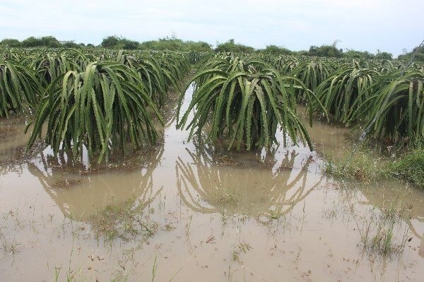 Vườn thanh long bị ngập lụt ở huyện Hàm Thuận Bắc. Ảnh: baobinhthuan.vn