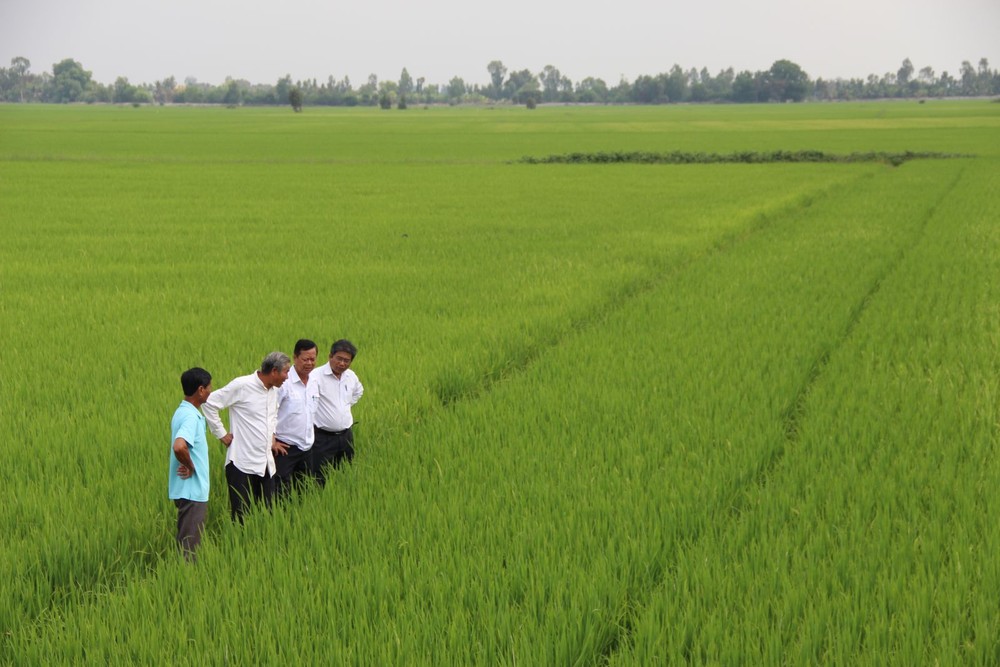 Khảo sát tình hình sản xuất lúa tại hợp tác xã Hương Trang, xã Bình Hòa Trung, huyện Mộc Hóa. Ảnh: baolongan.vn