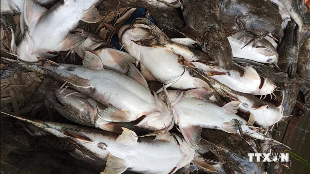 Tuyên Quang: Người chăn nuôi thiệt hại nặng do cá đặc sản bất ngờ chết hàng loạt