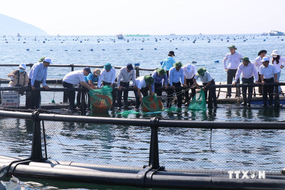 Thả cá tại mô hình lồng HDPE được thí điểm tại vùng biển hở của tỉnh Khánh Hòa. Ảnh: Đặng Tuấn –TTXVN