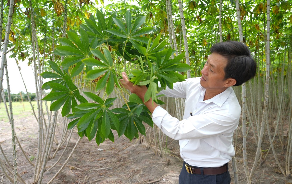 Kiểm tra tình trạng nhiễm bệnh khảm lá trên cây sắn tại huyện Châu Thành, tỉnh Tây Ninh. Ảnh: Minh Phú – TTXVN